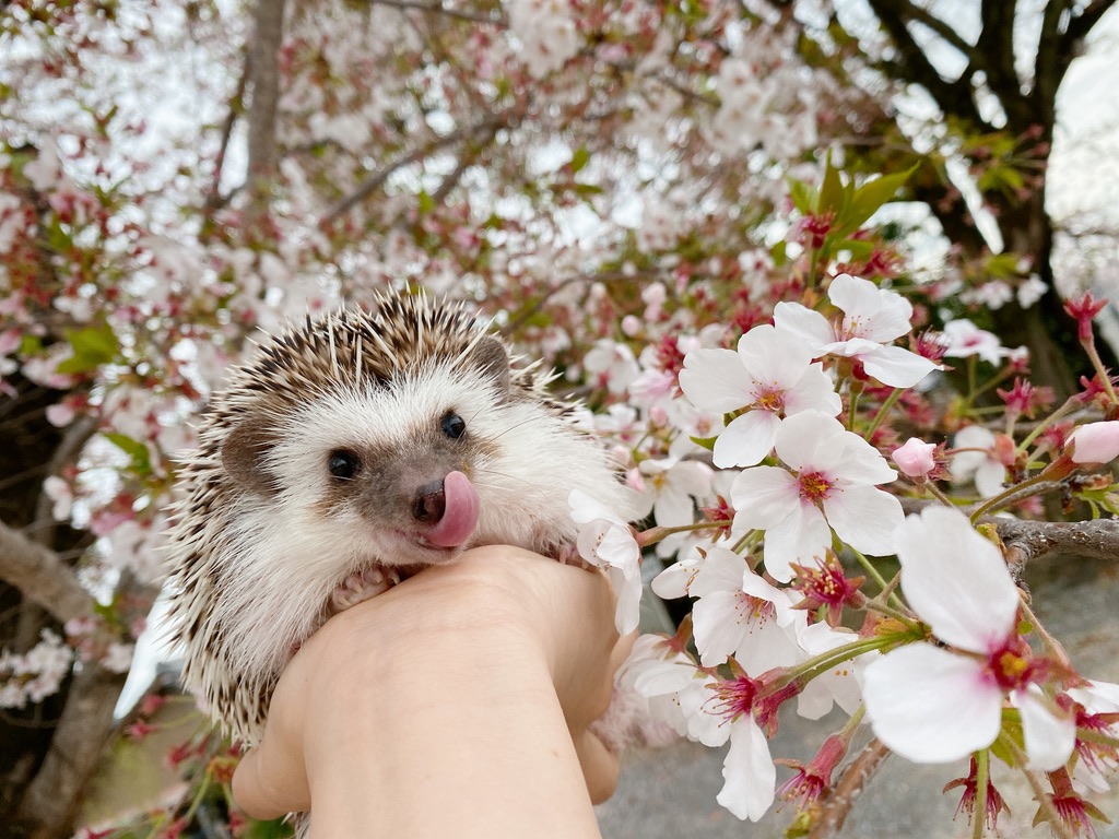 ハリネズミの写真